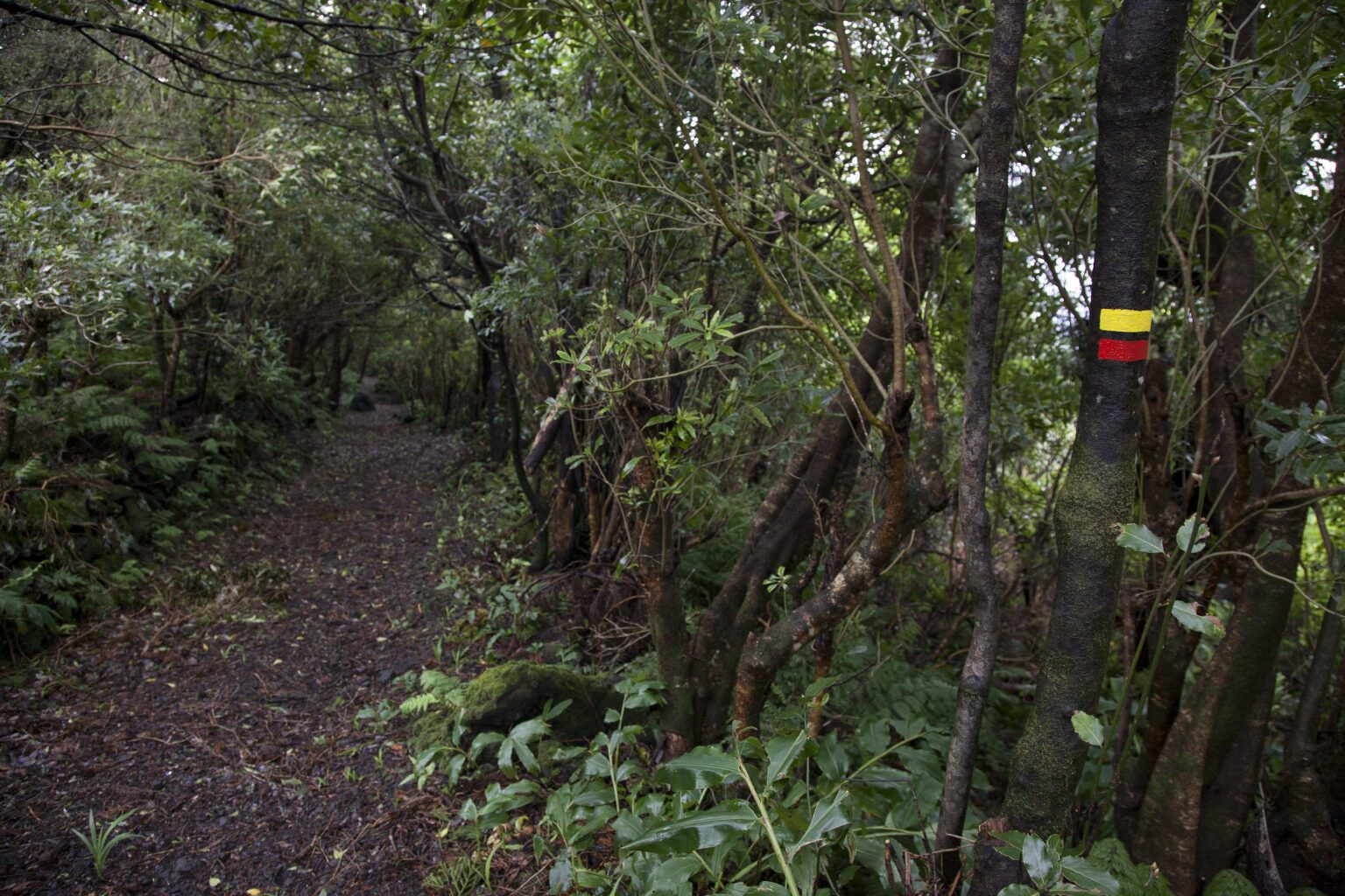 Remote Work In São Roque Do Pico Azores Digital Nomad